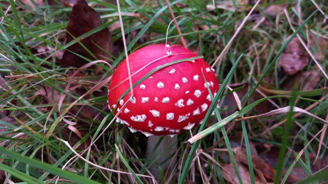 Fly agaric
